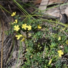 Hibbertia empetrifolia subsp. empetrifolia at Bundanoon, NSW - 11 Oct 2020