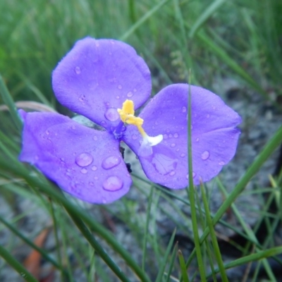 Patersonia sericea var. sericea (Silky Purple-flag) at Meroo National Park - 7 Oct 2020 by GLemann
