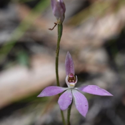 Caladenia carnea (Pink Fingers) at Wingecarribee Local Government Area - 11 Oct 2020 by pdmantis