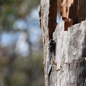 Pauropsalta mneme at Wingecarribee Local Government Area - 11 Oct 2020