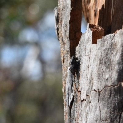 Pauropsalta mneme (Alarm Clock Squawker) at Wingecarribee Local Government Area - 11 Oct 2020 by pdmantis