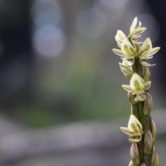 Prasophyllum elatum (Tall Leek Orchid) at Wingecarribee Local Government Area - 11 Oct 2020 by pdmantis