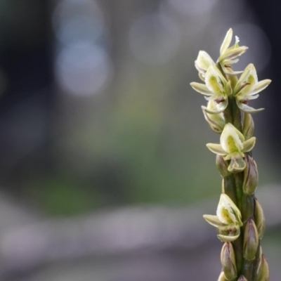 Prasophyllum elatum (Tall Leek Orchid) at Morton National Park - 11 Oct 2020 by pdmantis
