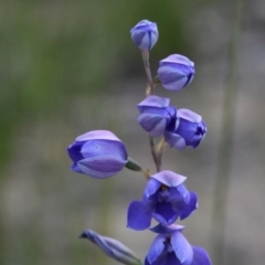 Thelymitra ixioides (Dotted Sun Orchid) at Wingecarribee Local Government Area - 11 Oct 2020 by pdmantis