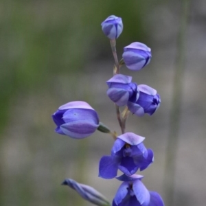 Thelymitra ixioides at Bundanoon, NSW - suppressed