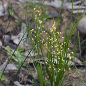 Lomandra filiformis at Morton National Park - 11 Oct 2020 02:30 PM