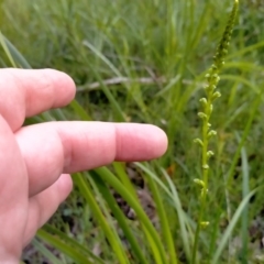 Microtis oblonga (Sweet Onion Orchid) at Burrill Lake, NSW - 10 Oct 2020 by GLemann