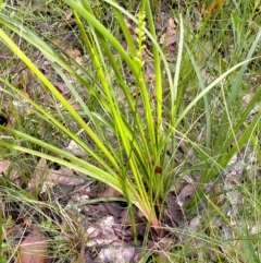 Microtis oblonga at Burrill Lake, NSW - 10 Oct 2020