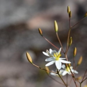 Thelionema umbellatum at Morton National Park - 11 Oct 2020