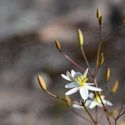 Thelionema umbellatum (Clustered Lily) at Bundanoon - 11 Oct 2020 by pdmantis