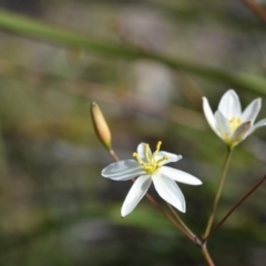 Thelionema umbellatum at Morton National Park - 11 Oct 2020