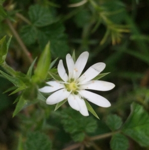 Stellaria pungens at Downer, ACT - 10 Oct 2020