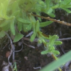 Leptorhynchos squamatus subsp. squamatus at Downer, ACT - 10 Oct 2020