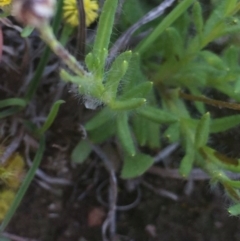 Leptorhynchos squamatus subsp. squamatus at Downer, ACT - 10 Oct 2020