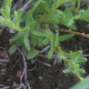 Leptorhynchos squamatus subsp. squamatus at Downer, ACT - 10 Oct 2020