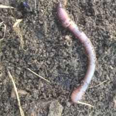 Oligochaeta (class) (Unidentified earthworm) at Aranda, ACT - 10 Oct 2020 by Jubeyjubes