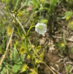 Drosera gunniana (Pale Sundew) at Downer, ACT - 10 Oct 2020 by Jubeyjubes