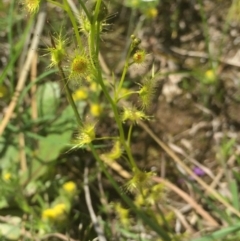 Drosera gunniana at Downer, ACT - 10 Oct 2020