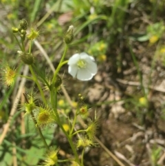 Drosera gunniana at Downer, ACT - 10 Oct 2020