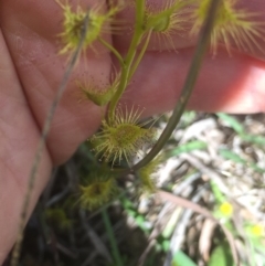 Drosera gunniana at Downer, ACT - 10 Oct 2020