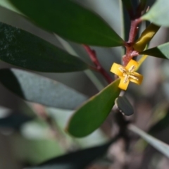 Persoonia glaucescens (Mittagong Geebung) by pdmantis