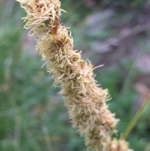 Carex appressa at Downer, ACT - 10 Oct 2020