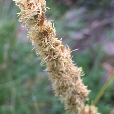 Carex appressa (Tall Sedge) at Black Mountain - 10 Oct 2020 by Jubeyjubes