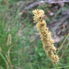 Carex appressa at Downer, ACT - 10 Oct 2020