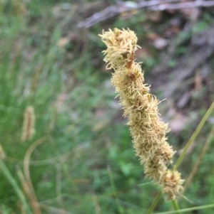 Carex appressa at Downer, ACT - 10 Oct 2020 02:05 PM