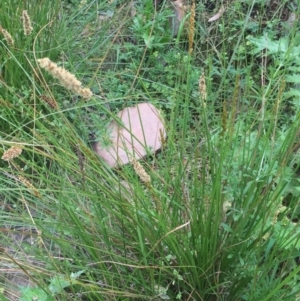 Carex appressa at Downer, ACT - 10 Oct 2020