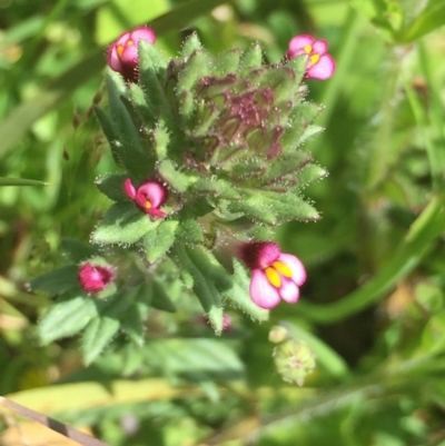 Parentucellia latifolia (Red Bartsia) at Black Mountain - 10 Oct 2020 by Jubeyjubes