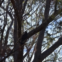 Zanda funerea (Yellow-tailed Black-Cockatoo) at Welby, NSW - 22 Jul 2020 by pdmantis