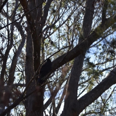 Zanda funerea (Yellow-tailed Black-Cockatoo) at Wingecarribee Local Government Area - 22 Jul 2020 by pdmantis