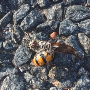 Radumeris tasmaniensis at Aranda, ACT - 11 Oct 2020