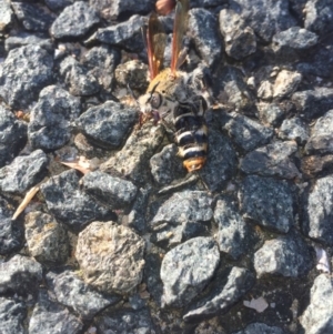 Radumeris tasmaniensis at Aranda, ACT - 11 Oct 2020