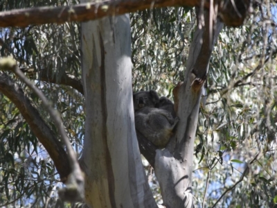 Phascolarctos cinereus (Koala) at Bowral - 12 Sep 2020 by pdmantis