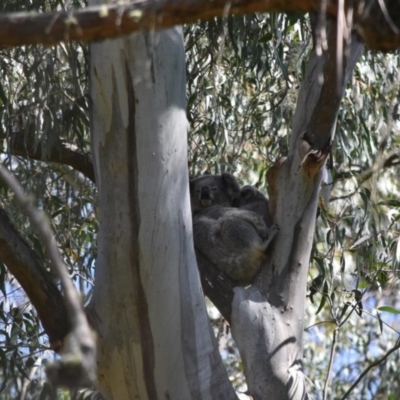 Phascolarctos cinereus (Koala) at Bowral, NSW - 12 Sep 2020 by pdmantis