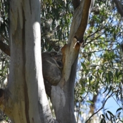 Phascolarctos cinereus at Bowral - suppressed