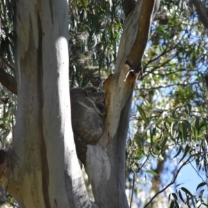 Phascolarctos cinereus at Bowral - 12 Sep 2020