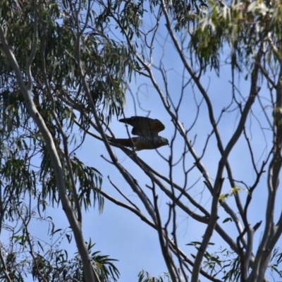 Aviceda subcristata (Pacific Baza) at Bowral - 12 Sep 2020 by pdmantis