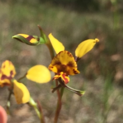 Diuris semilunulata (Late Leopard Orchid) at Molonglo Valley, ACT - 10 Oct 2020 by Jubeyjubes