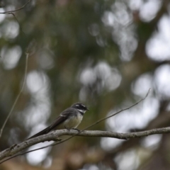 Rhipidura albiscapa (Grey Fantail) at Wingecarribee Local Government Area - 12 Sep 2020 by pdmantis