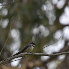 Rhipidura albiscapa (Grey Fantail) at Bowral, NSW - 12 Sep 2020 by pdmantis