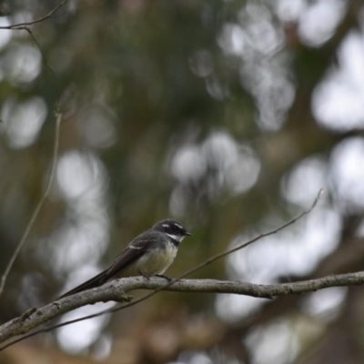 Rhipidura albiscapa (Grey Fantail) at Wingecarribee Local Government Area - 12 Sep 2020 by pdmantis