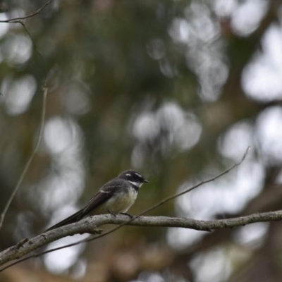 Rhipidura albiscapa (Grey Fantail) at Bowral - 12 Sep 2020 by pdmantis