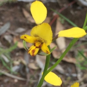 Diuris nigromontana at Downer, ACT - 10 Oct 2020