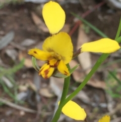 Diuris nigromontana (Black Mountain Leopard Orchid) at Downer, ACT - 10 Oct 2020 by Jubeyjubes