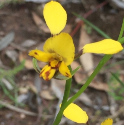 Diuris nigromontana (Black Mountain Leopard Orchid) at Downer, ACT - 10 Oct 2020 by Jubeyjubes
