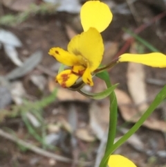 Diuris nigromontana at Downer, ACT - 10 Oct 2020