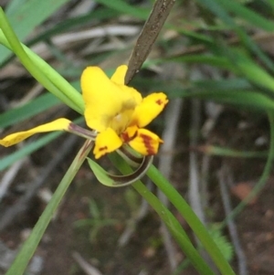 Diuris nigromontana at Downer, ACT - 10 Oct 2020